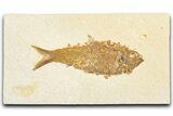 Detailed Fossil Fish (Knightia) - Wyoming #357543-1